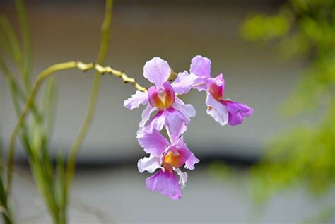 文心蘭的花語|文心蘭的花語